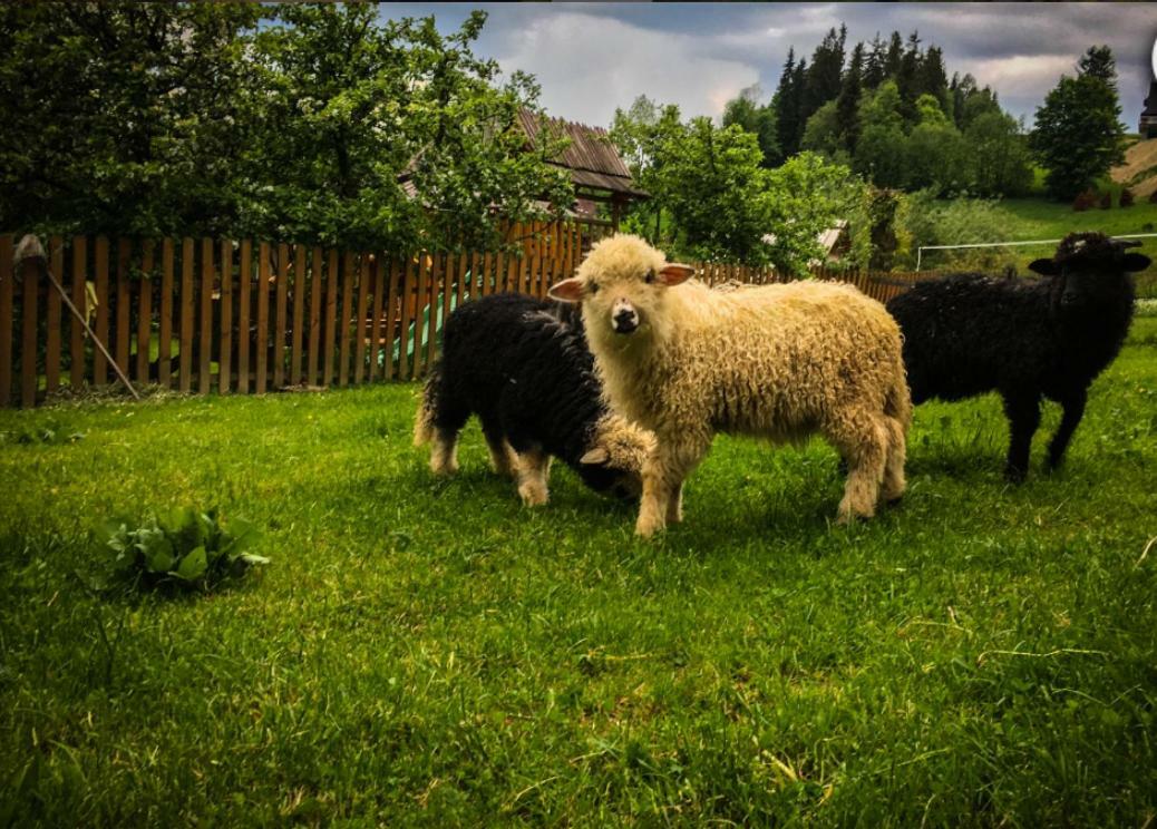 Вилла Agrotatry U Stachy Буковина-Татшаньска Экстерьер фото